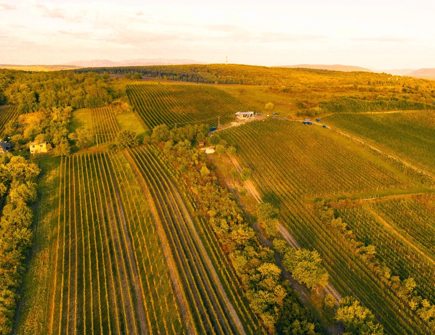Séria bielych vín Sauvignon blanc.